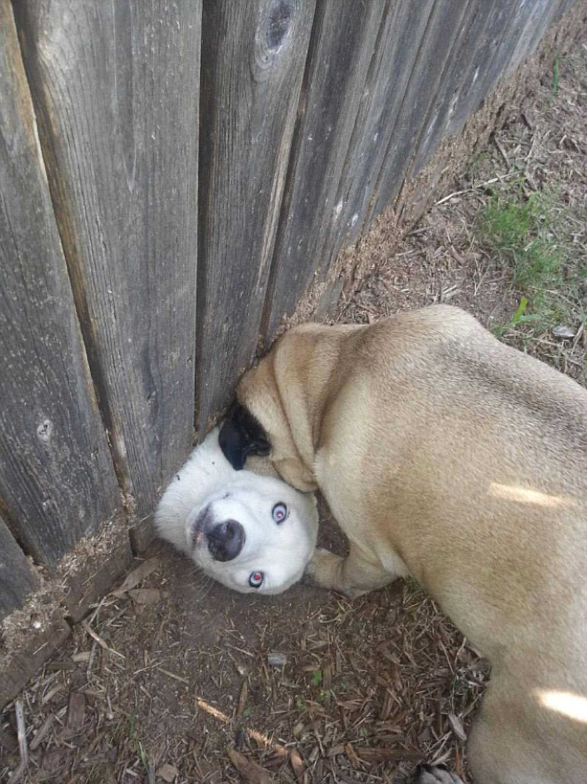 white dog's head showing under a wooden fence with a brown pug is sniffing the white dog