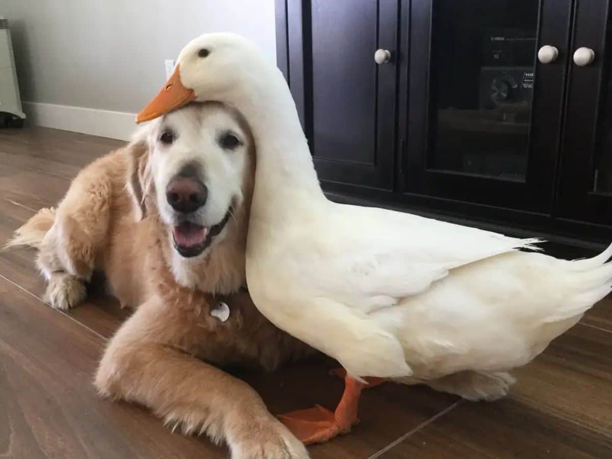 white duck standing with the head placed on an old golden retriever's head