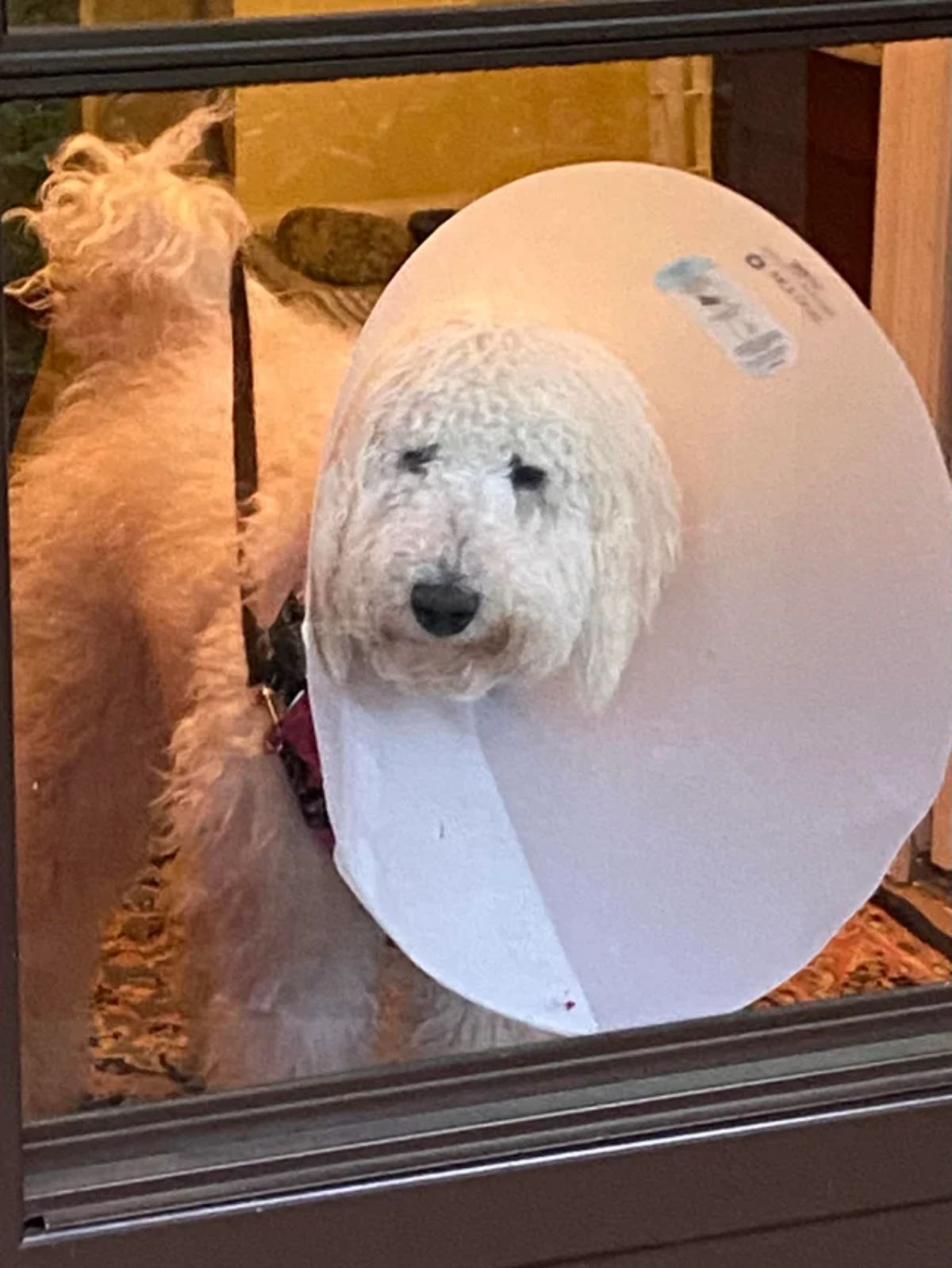 white fluffy dog in a white cone of shame