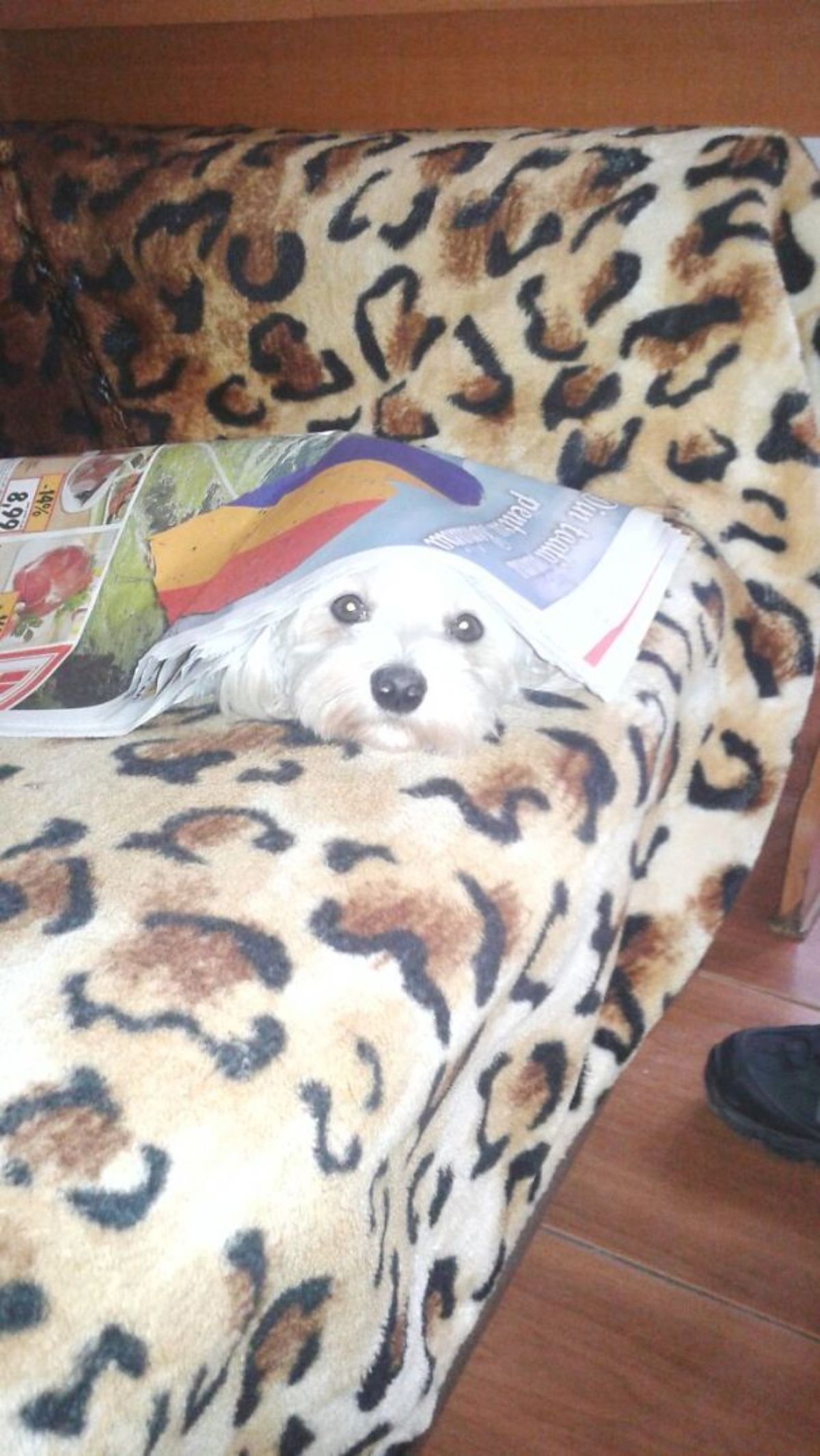 white fluffy dog laying on a brown and black leopard print blanket and the dog is hiding under a newspaper