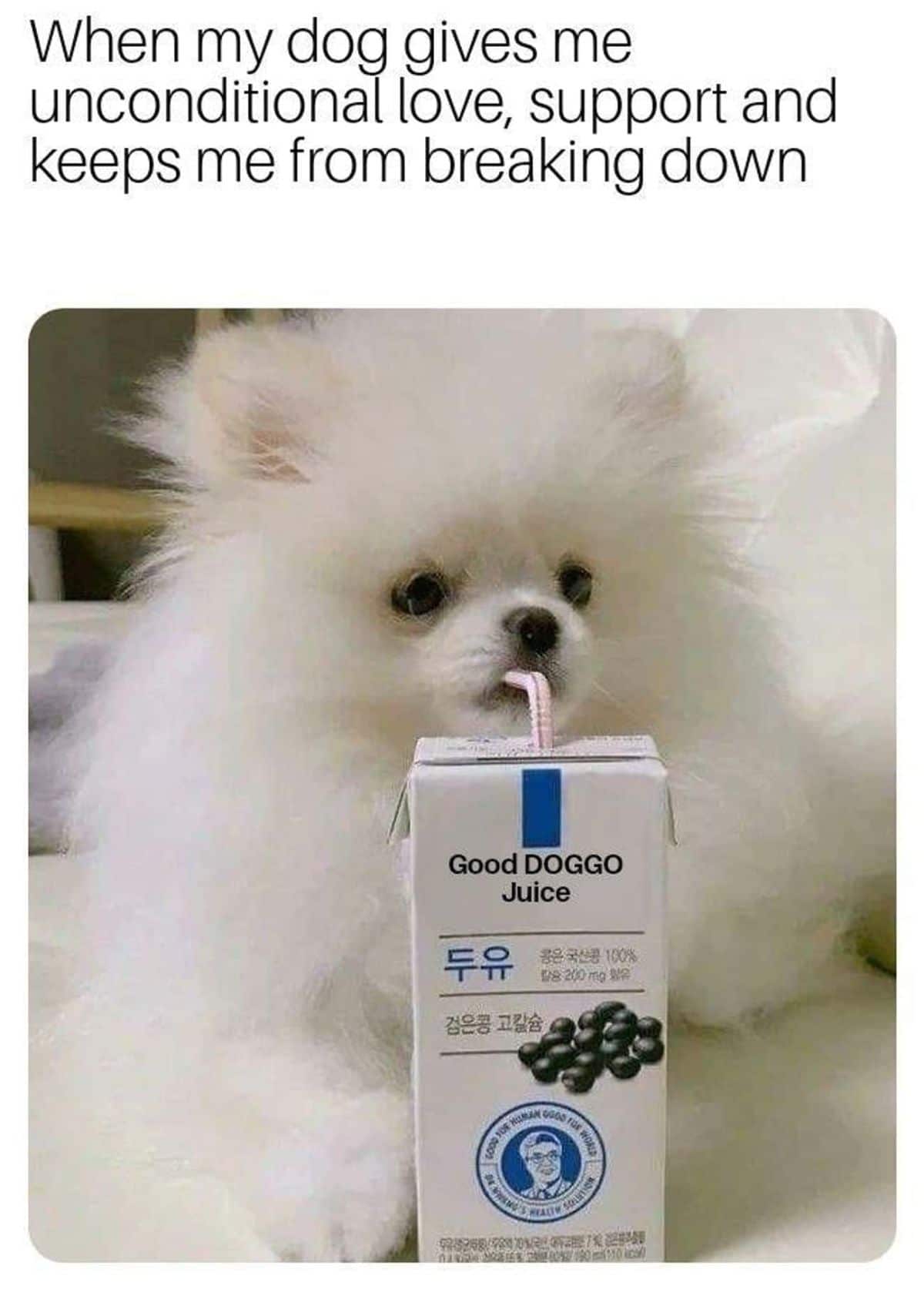 white fluffy pomeranian drinking out of a straw of a juice box that says Good DOGGO Juice