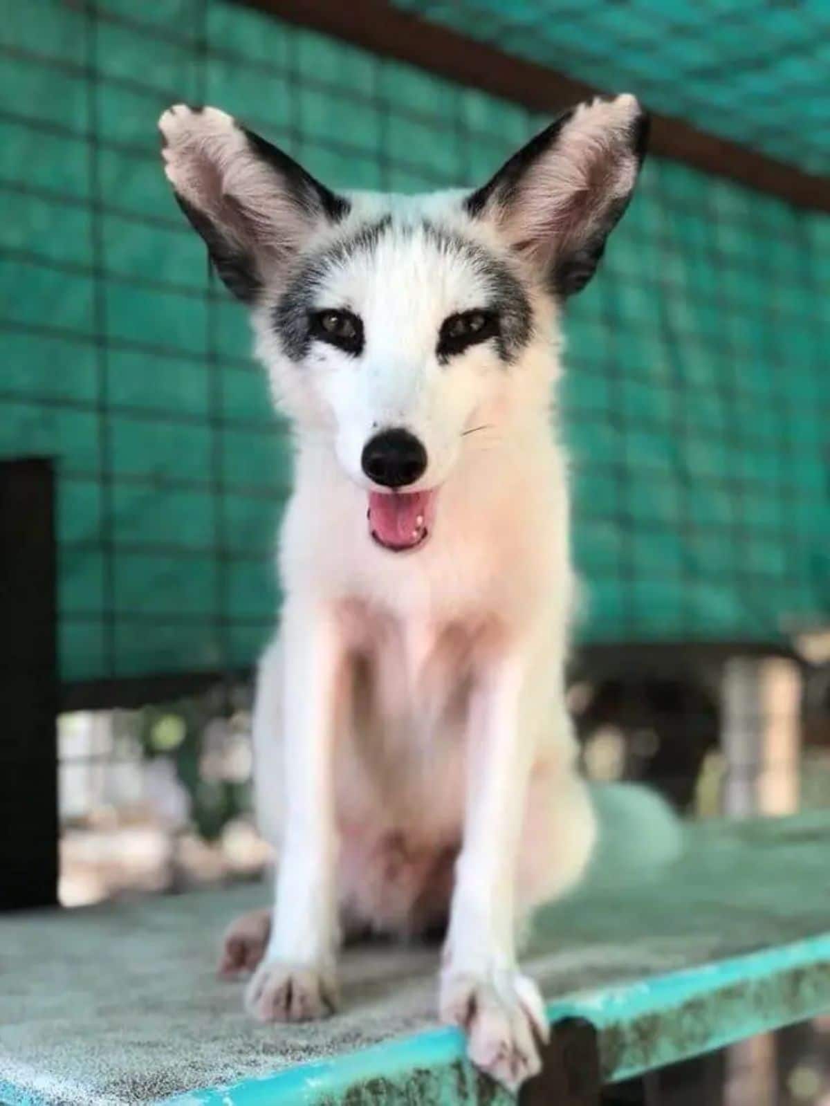 white fox with black ears, dark black rings around the eyes and a long black curving line from foreehad to eyes