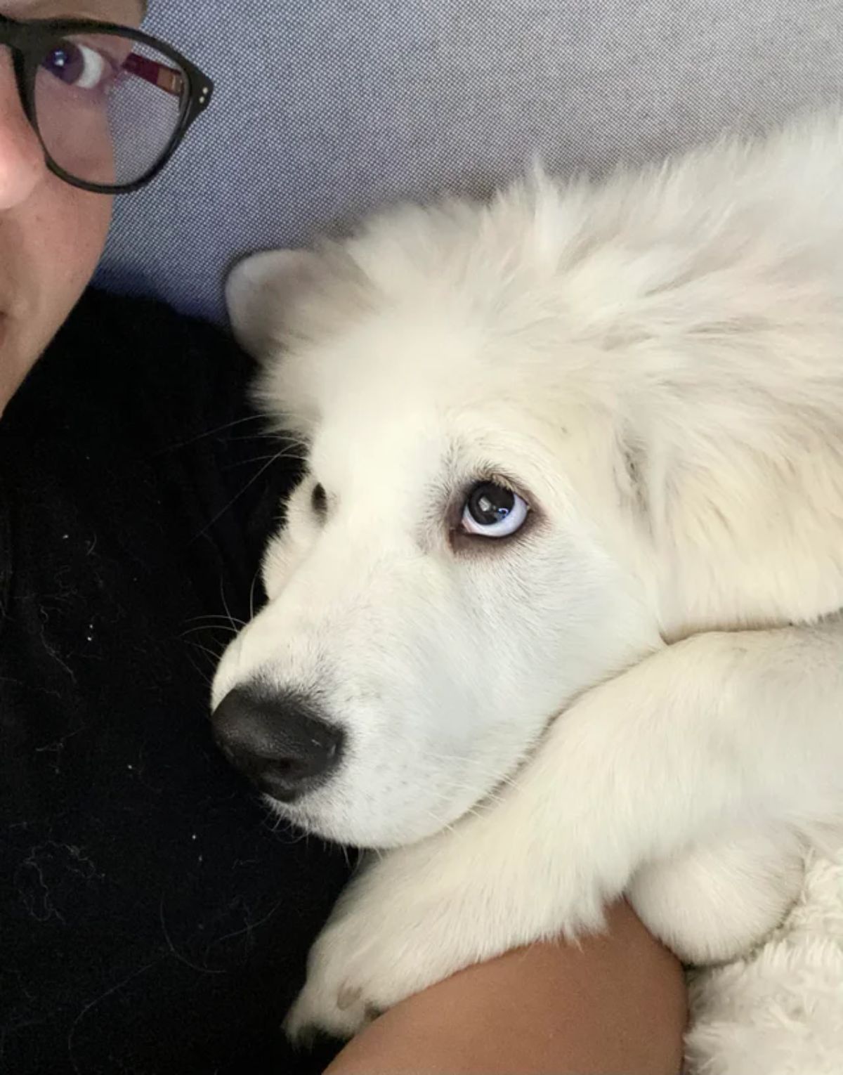 white great pyrenees cuddling with a man and looking up at him lovingly