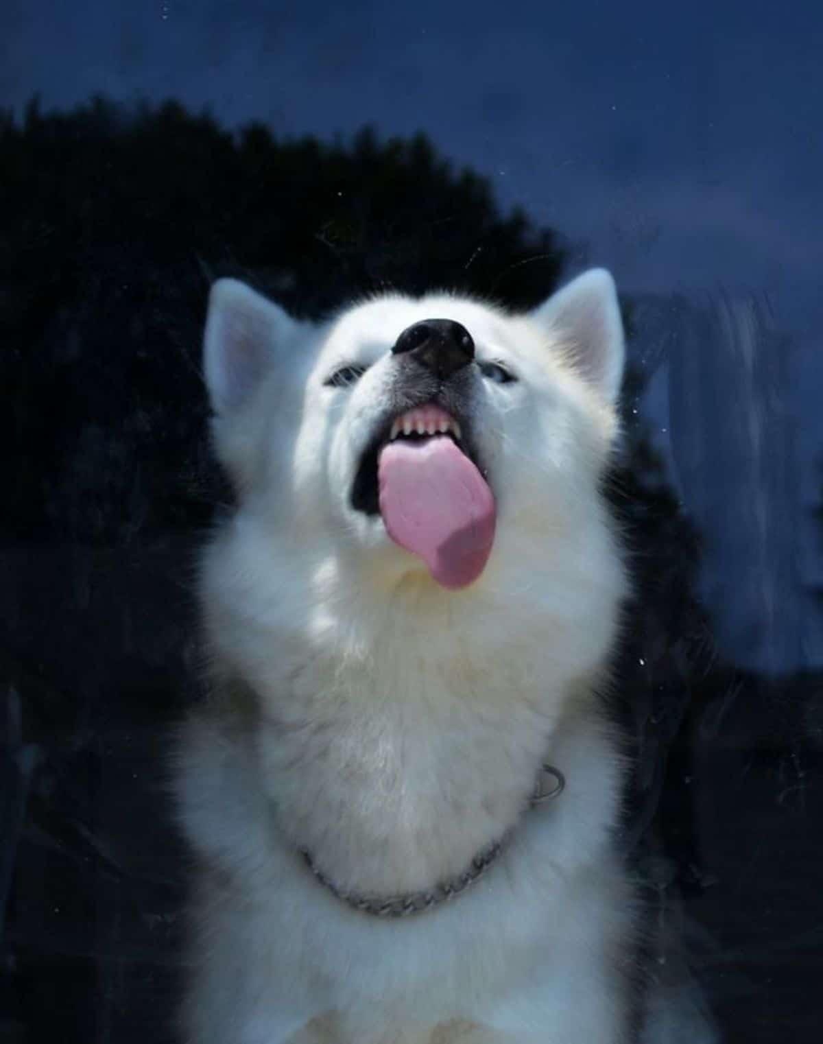 white husky licking a glass