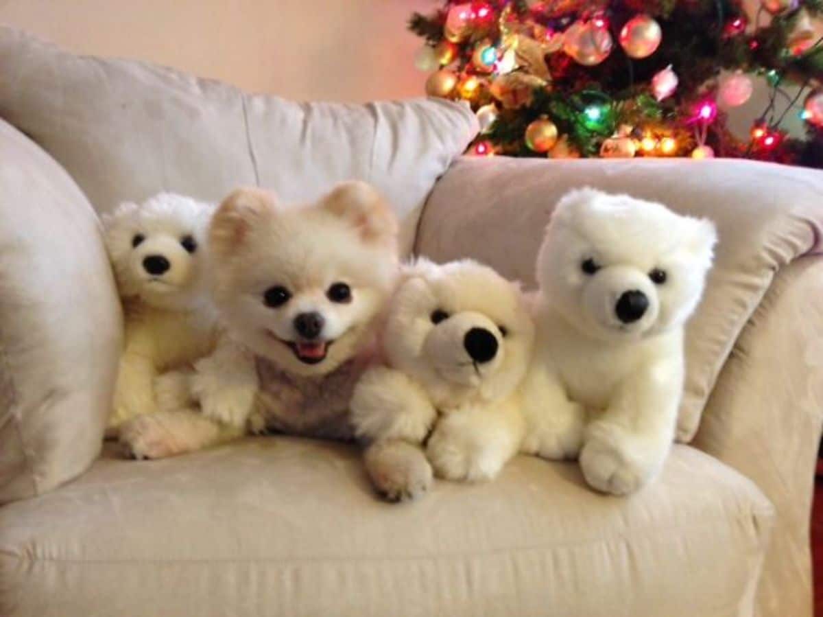 white pomeranian on a white sofa between 3 white teddy bear stuffed toys