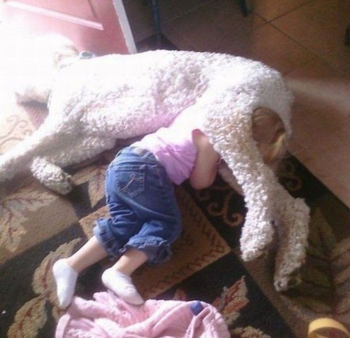 white poodle laying on the floor with one leg over a little girl laying on the floor