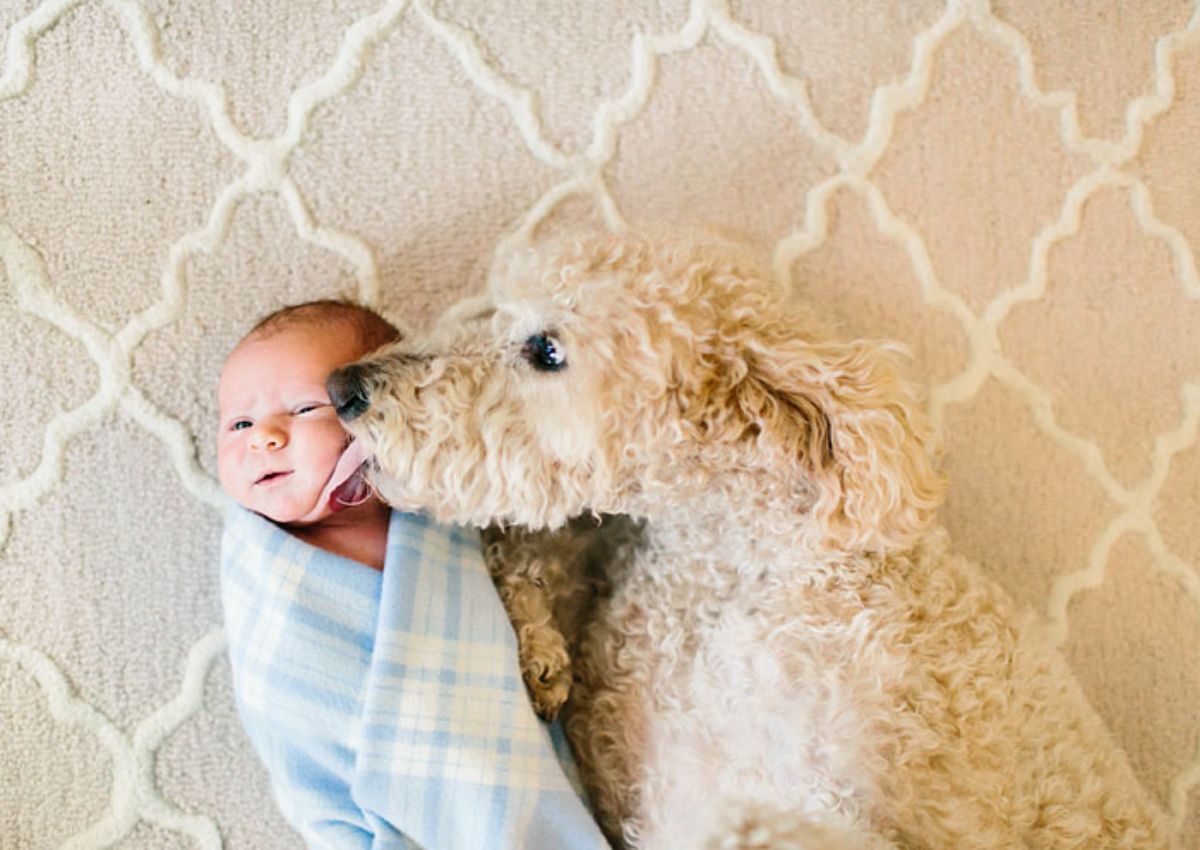white poodle licking a baby swaddled in a blue and plaid blanket