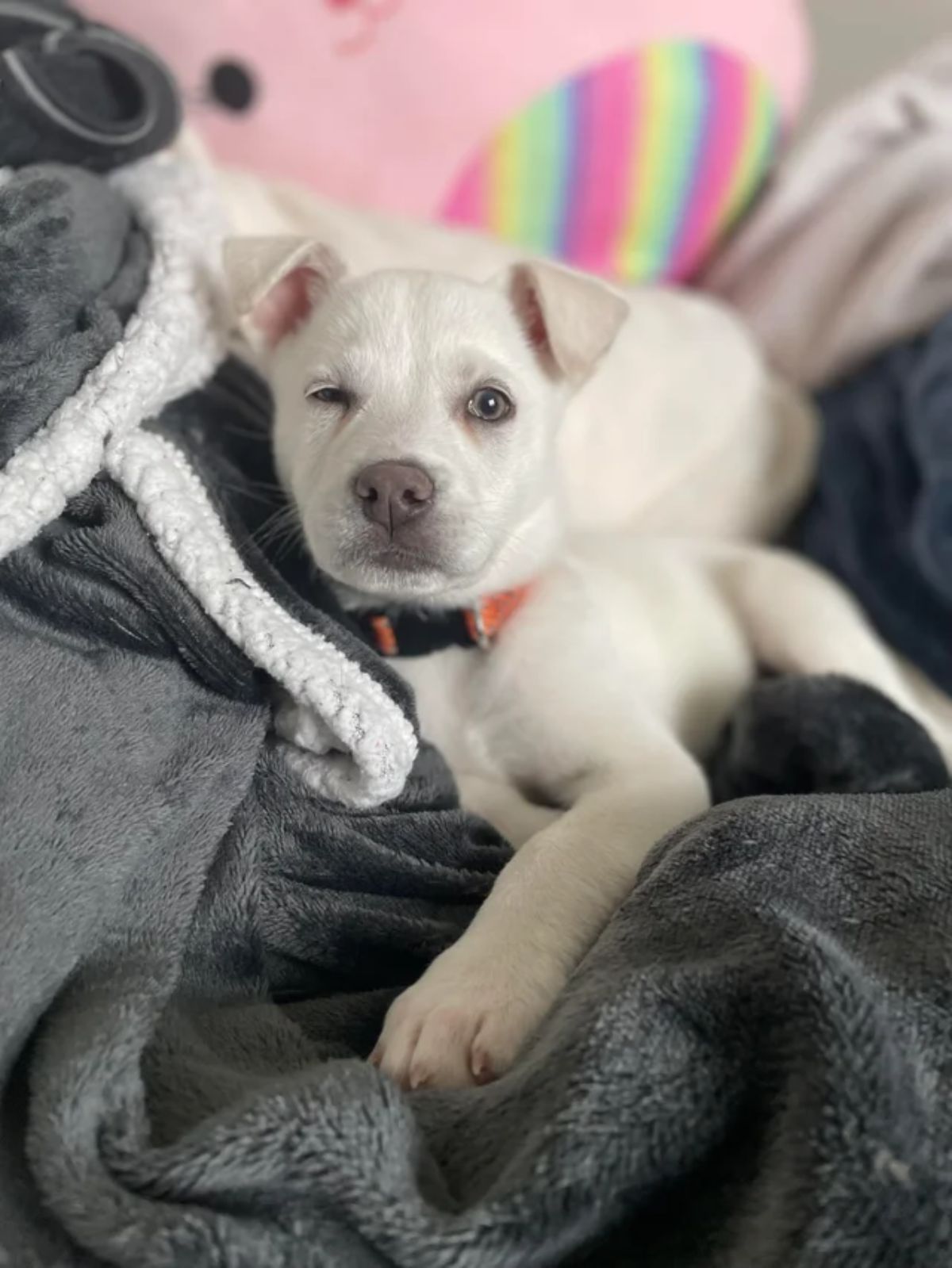 white puppy laying on a bundle of grey blankets