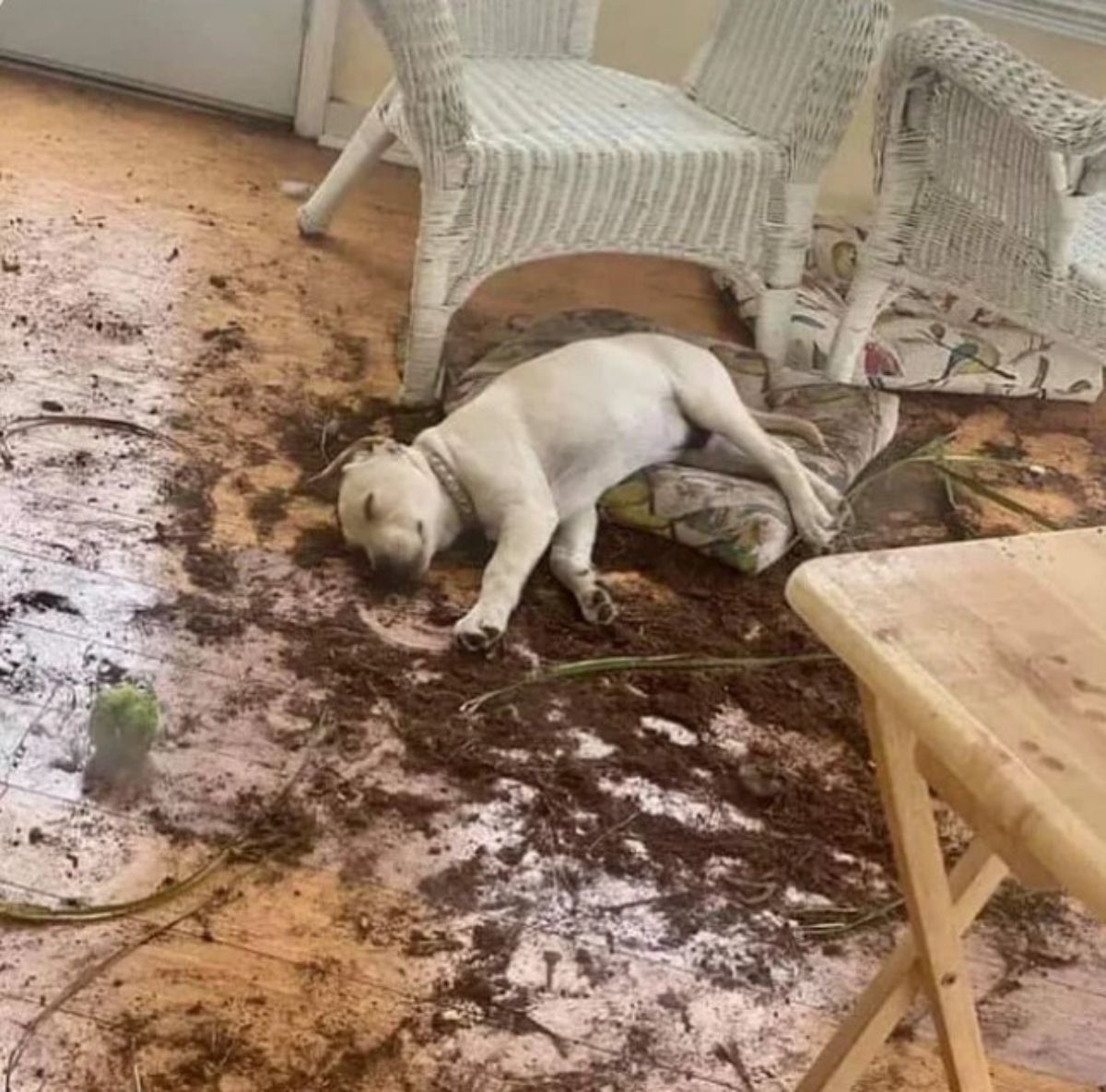 white puppy sleeping on the floor on soil from a broken plant pot all over the floor with cushions on the floor as well