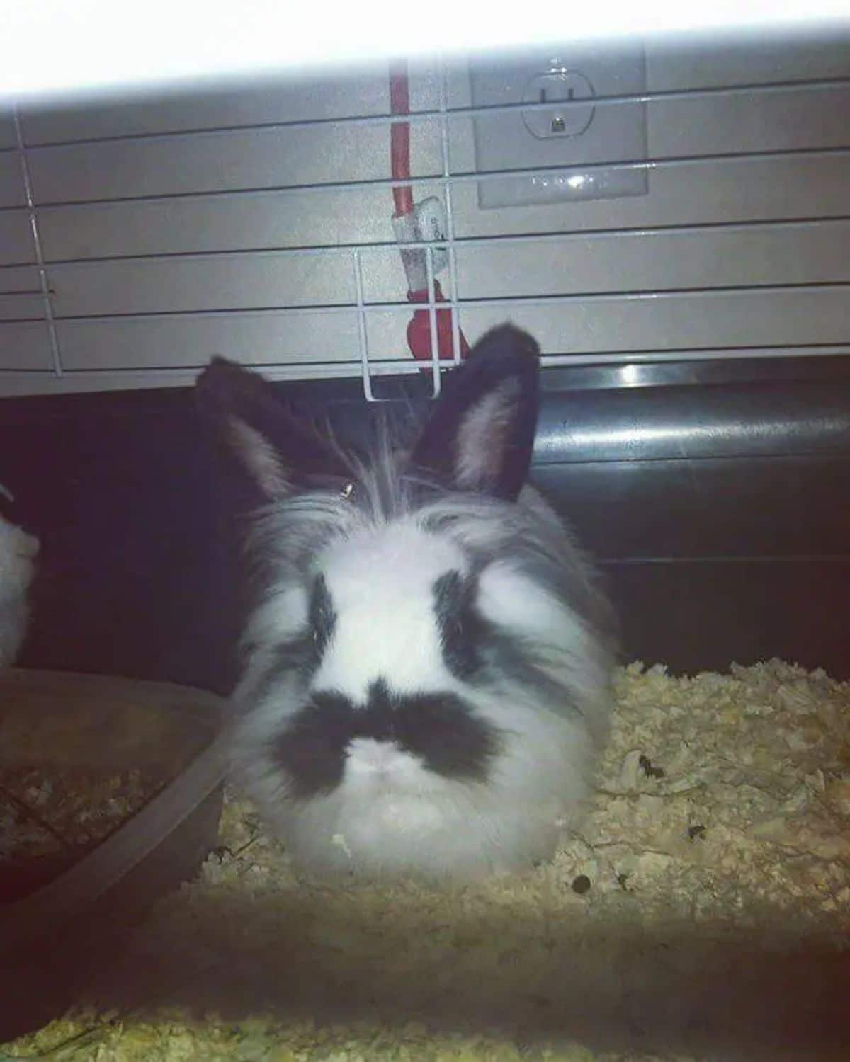 white rabbit with black markings around eyes and a black mustache