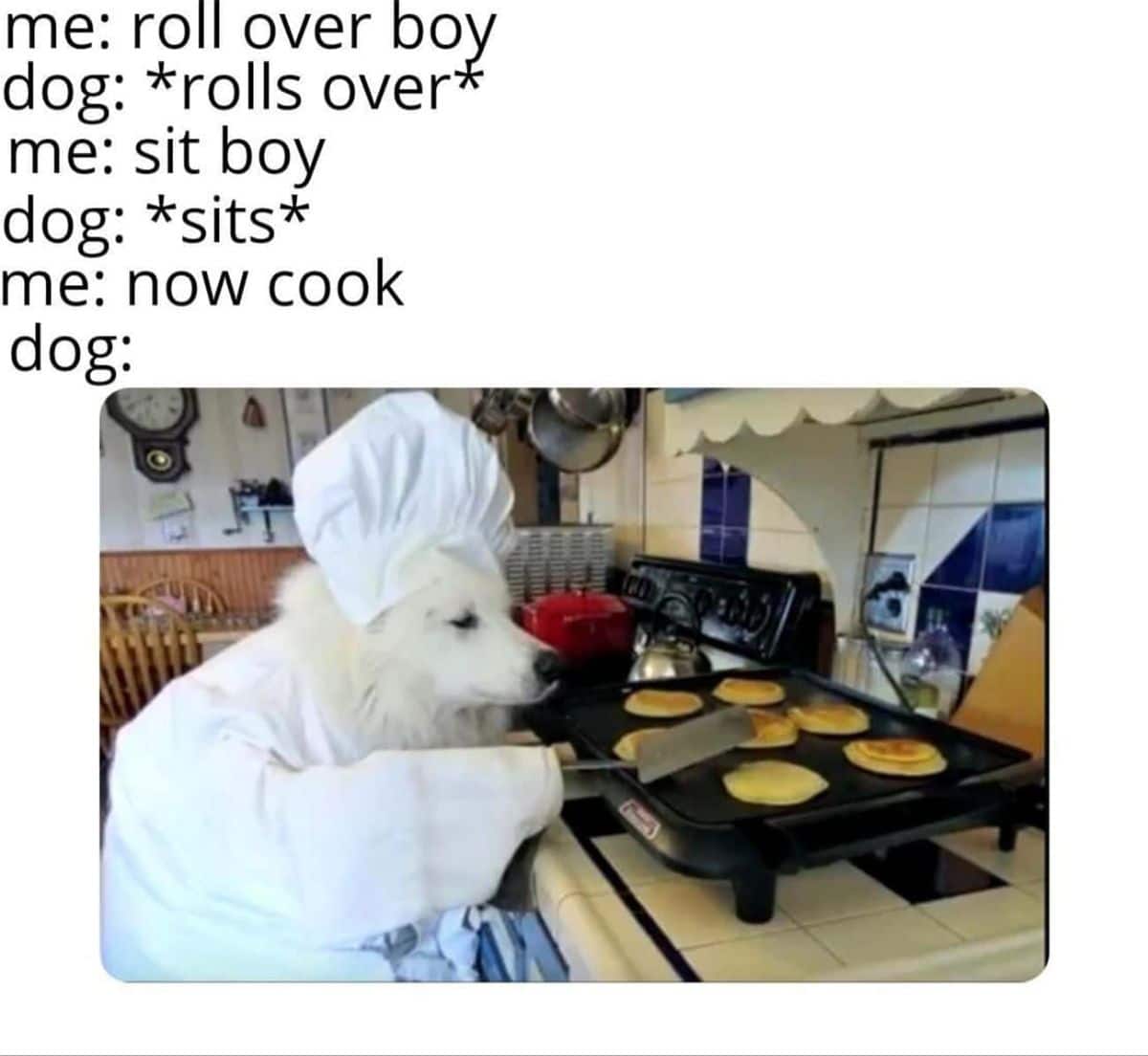 white samoyed in a white suit and white chef hat in frying pancakes on a stove
