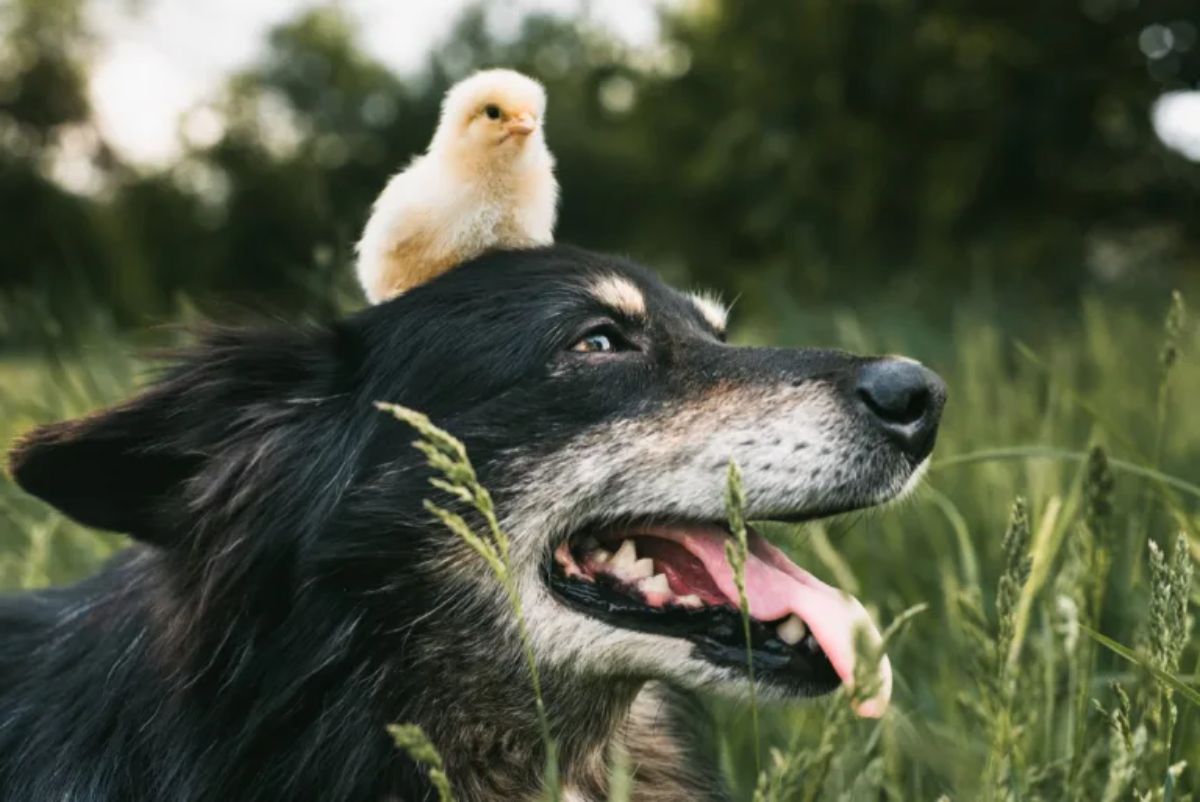 yellow chicken sitting on a black dog's head