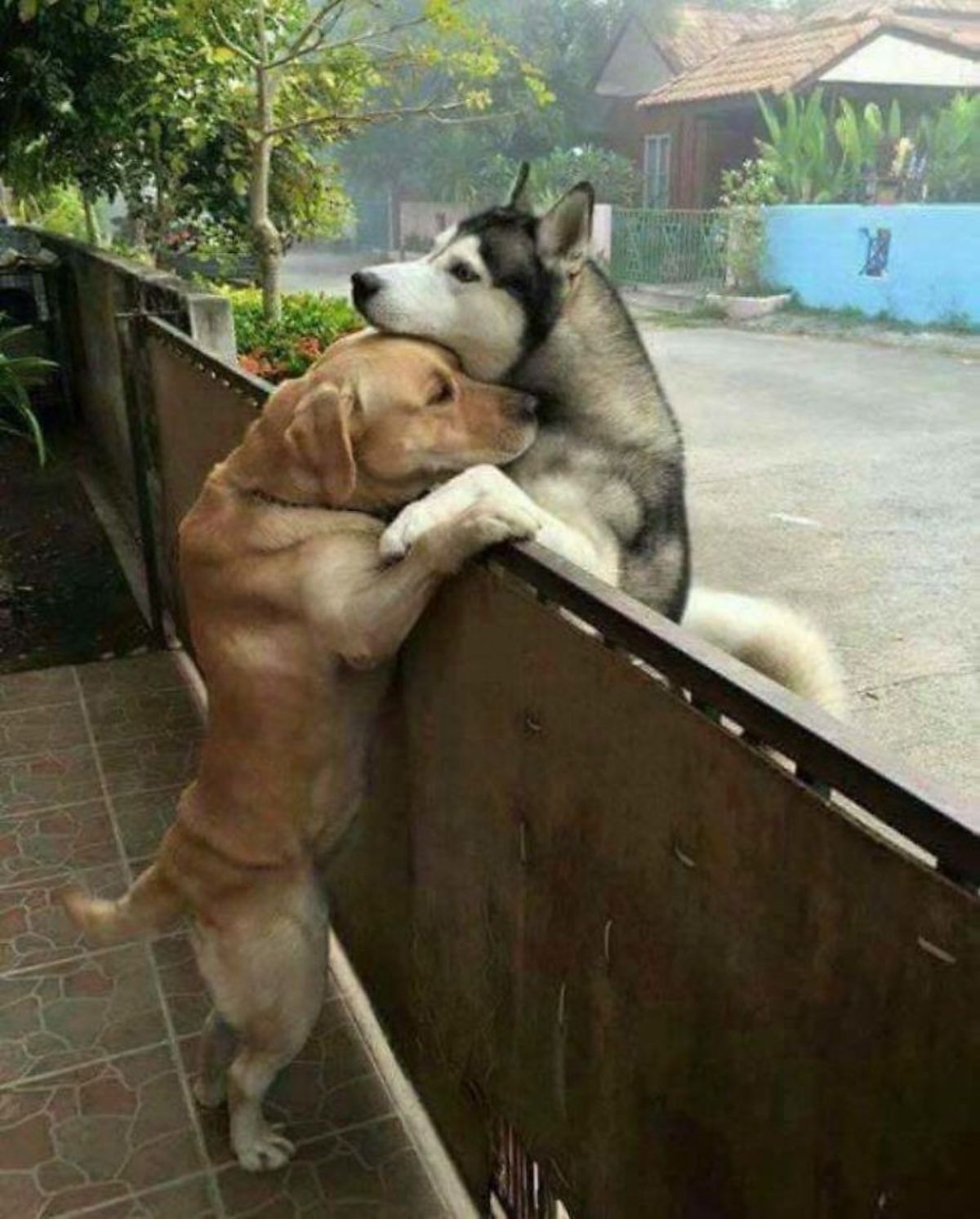 yellow labrador retriever and black and white husky hugging over a brown fence