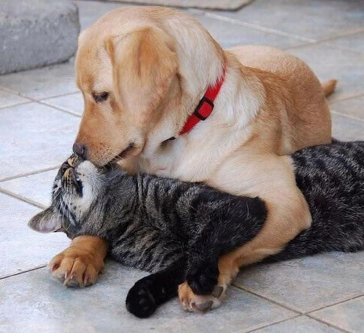 yellow labrador retriever holding a grey-black tabby cat and sniffing the cat's face