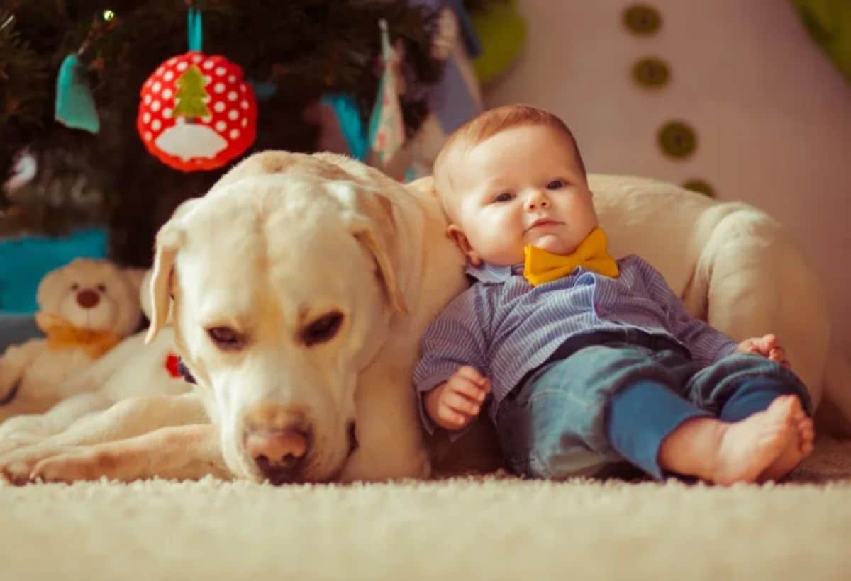 yellow labrador retriever laying on carpet with a boy laying against the dog's side