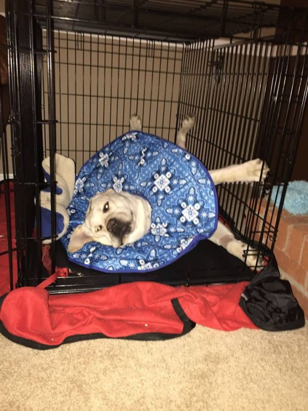 yellow labrador retriever laying sideways in a black dog crate wearing a blue and white patterned cone