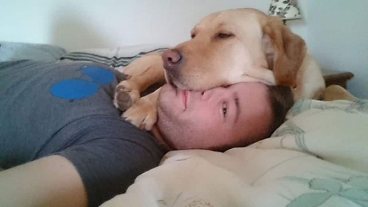 yellow labrador retriever laying the head on a man's face and they're on a bed