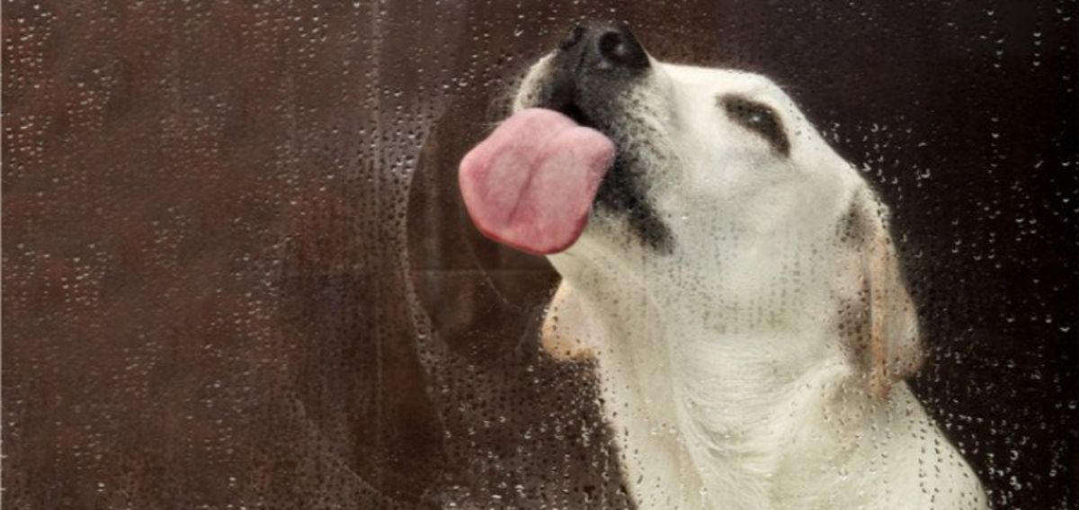yellow labrador retriever licking glass with water on it