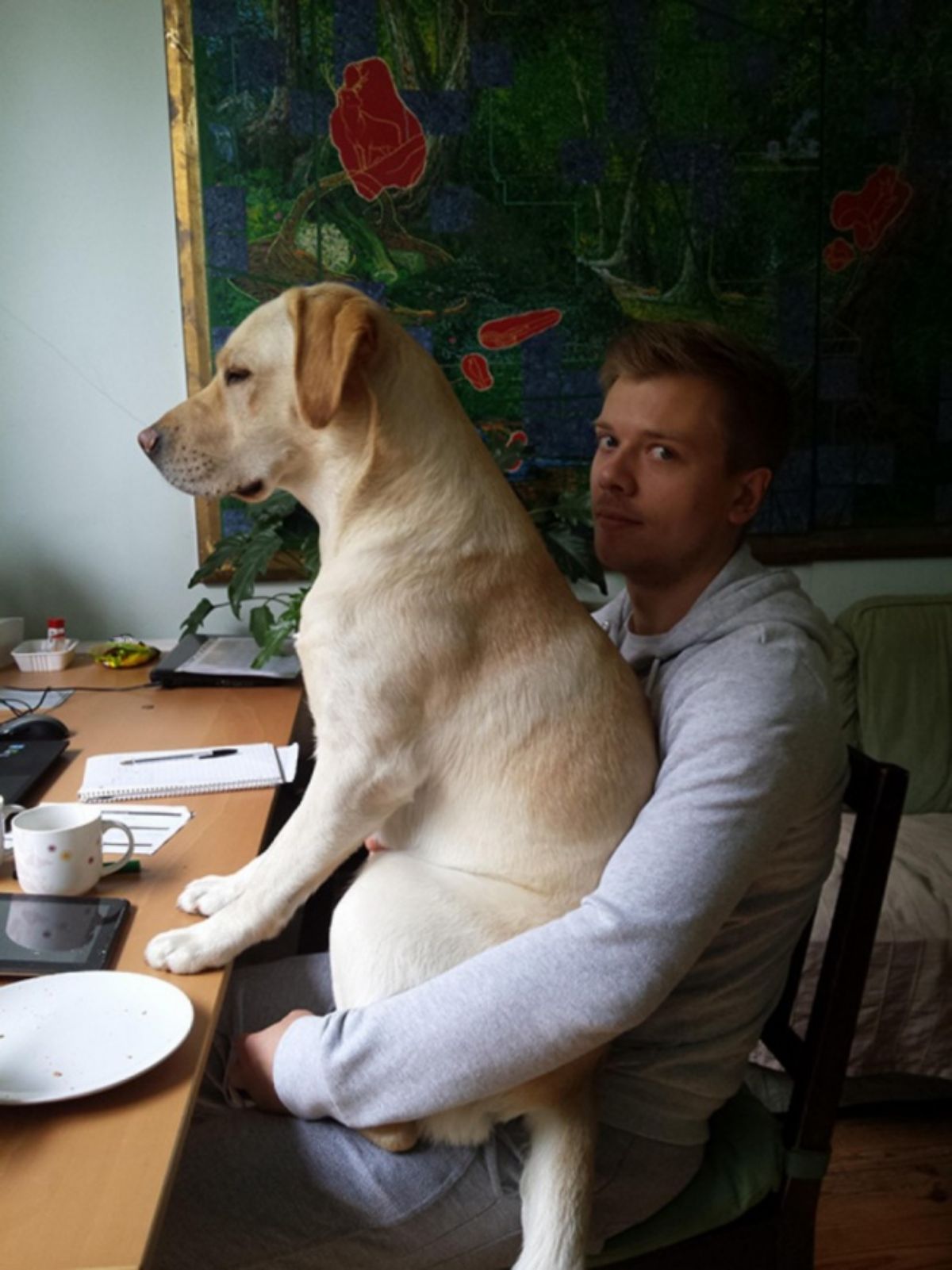 yellow labrador retriever sitting on a man's lap at a table
