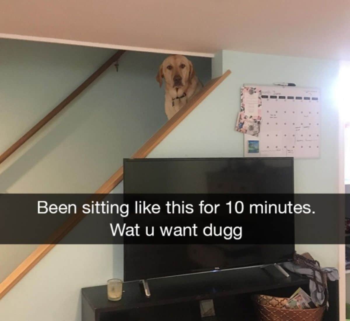yellow labrador retriever sitting on stairs looking into a room with the caption Been fitting like this for 10 minutes. Wat u want dugg