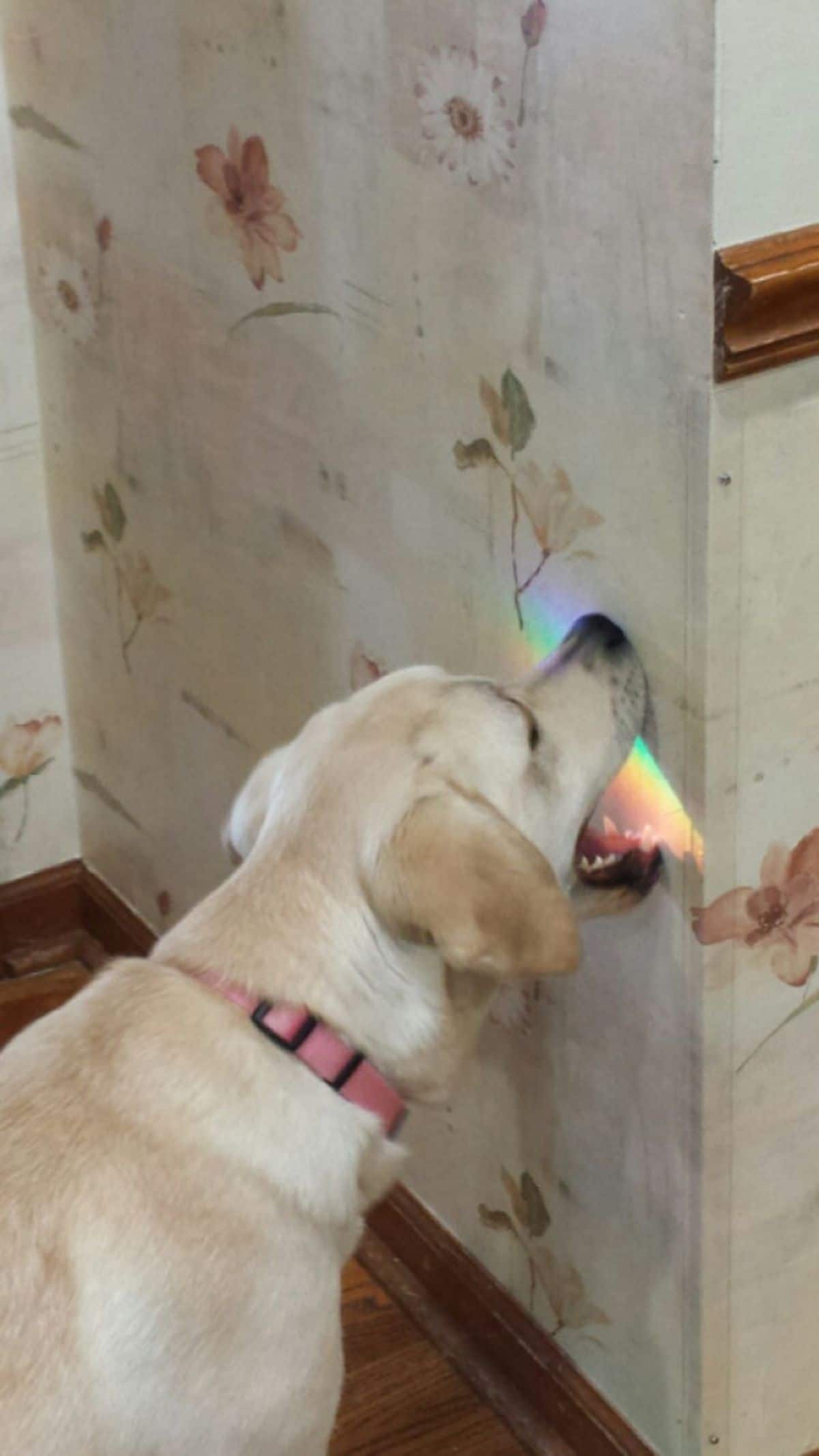 yellow labrador retriever trying to eat the reflection of a rainbow on a wall