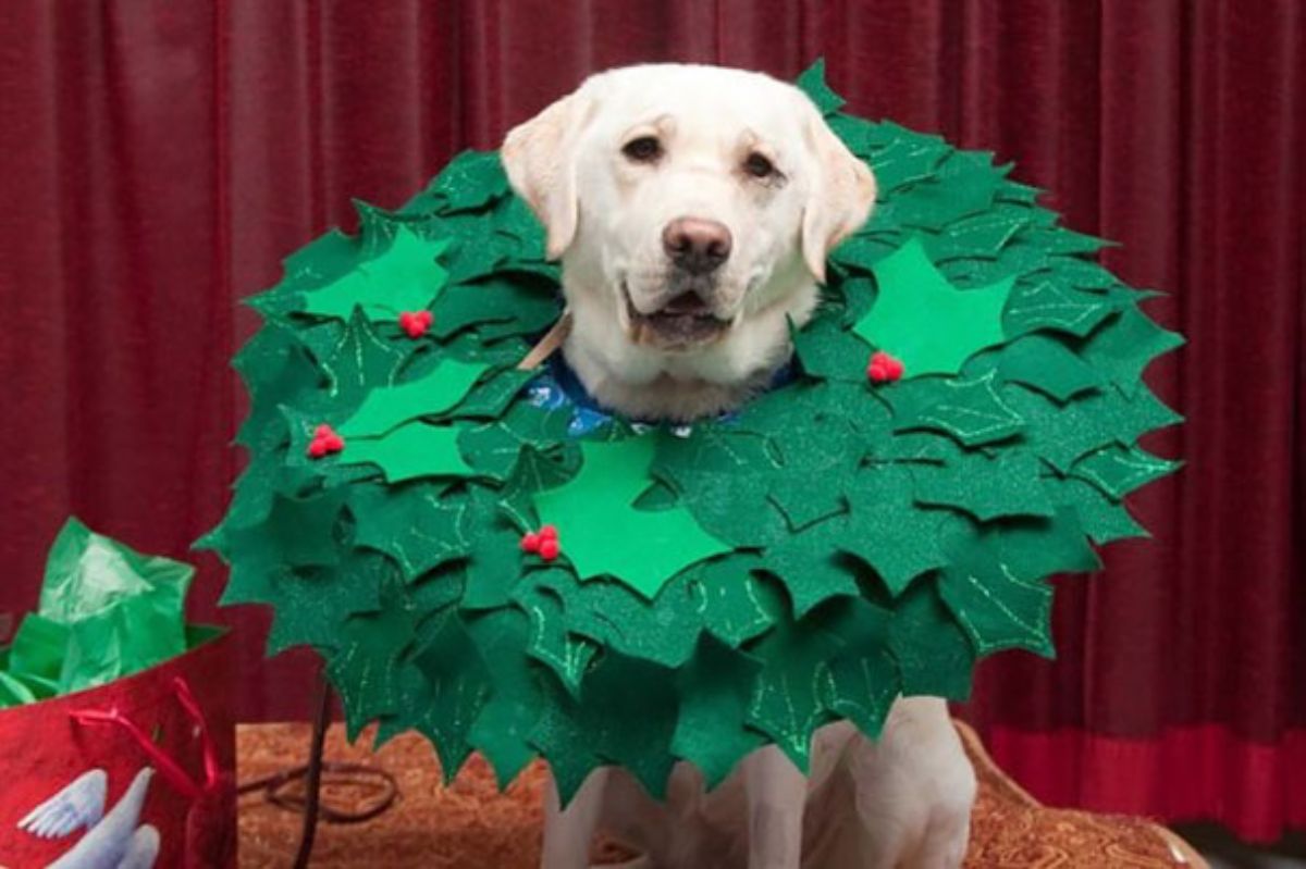 yellow labrador retriever wearing a large green collar of christmas-themed leaves