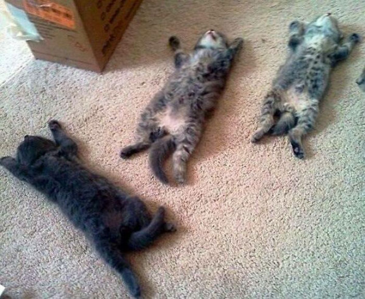 1 black kitten and 2 grey tabby kittens sleeping belly up on the floor
