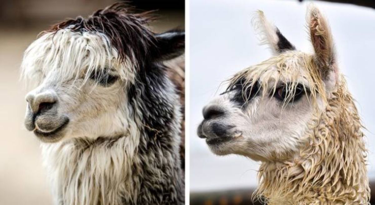 1 brown and black alpaca and 1 photo of the same alpaca wet