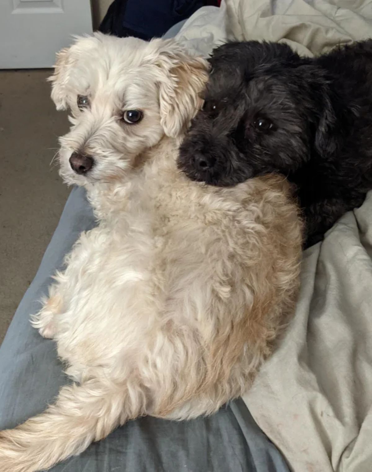 1 fluffy white dog and 1 fluffy black dog laying together
