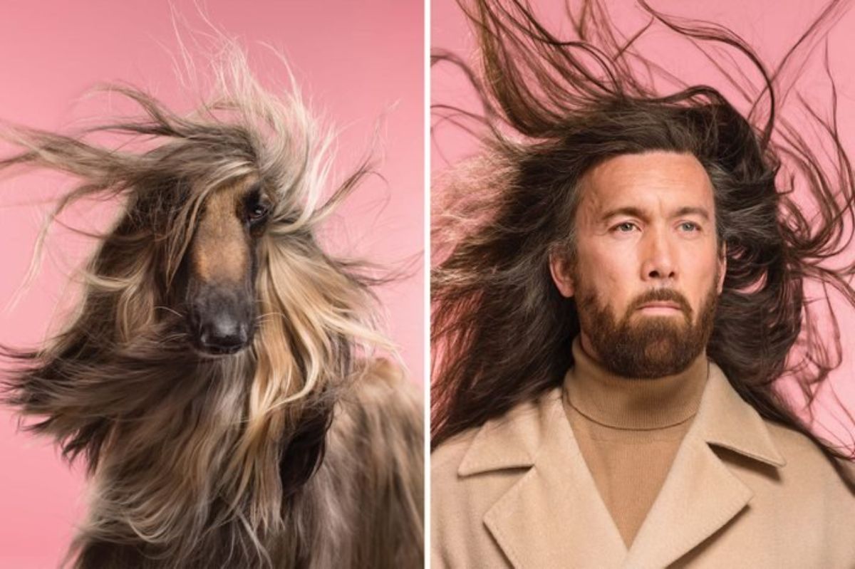 1 photo of a brown and black dog with long fur that's flying everywhere and 1 photo of a man with long black hair that's flying everywhere