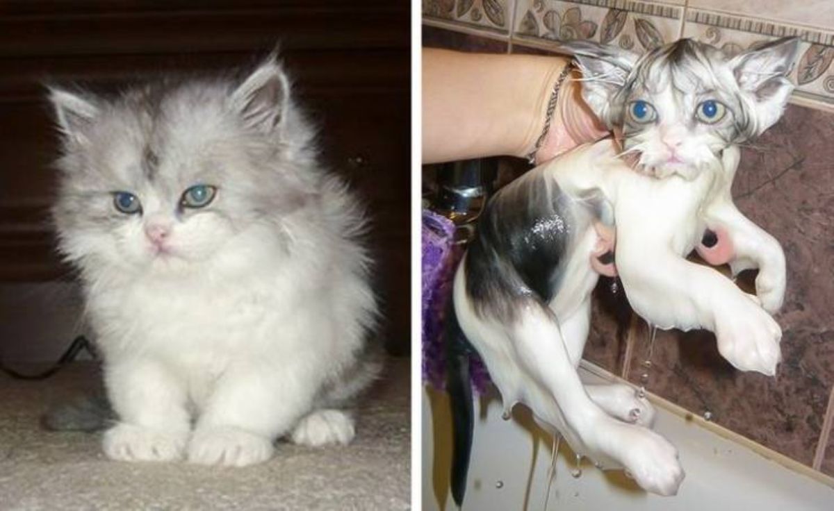 1 photo of fluffy white and grey kitten and 1 photo of same kitten wet