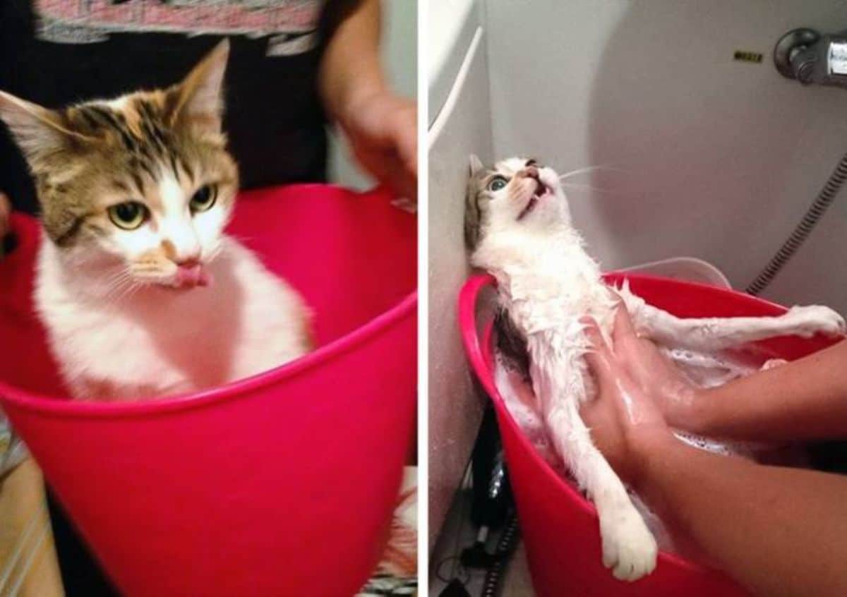 1 photo of white and grey tabby cat in a pink basin and 1 photo of same cat getting bathed