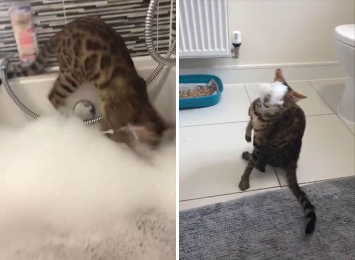 1 photo of a bengal cat in a bubble bath and 1 phoot of a bengal cat on the floor with suds on the face