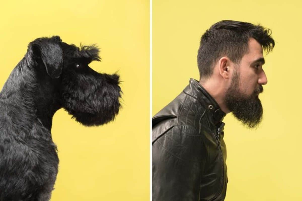 1 photo of a black schnauzer standing to the side and 1 photo of a man with a beard standing to the side