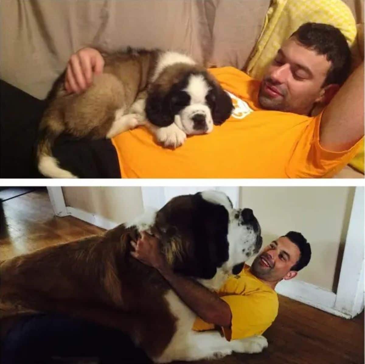 1 photo of a brown and white st bernard puppy laying on man and 1 photo of the adult dog laying on the same man