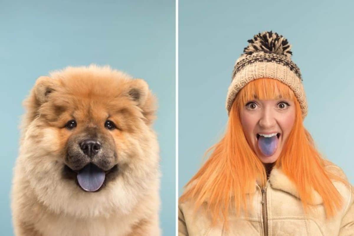 1 photo of a brown chow chow with a blue tongue and 1 photo of a woman with orange hair a blue tongue