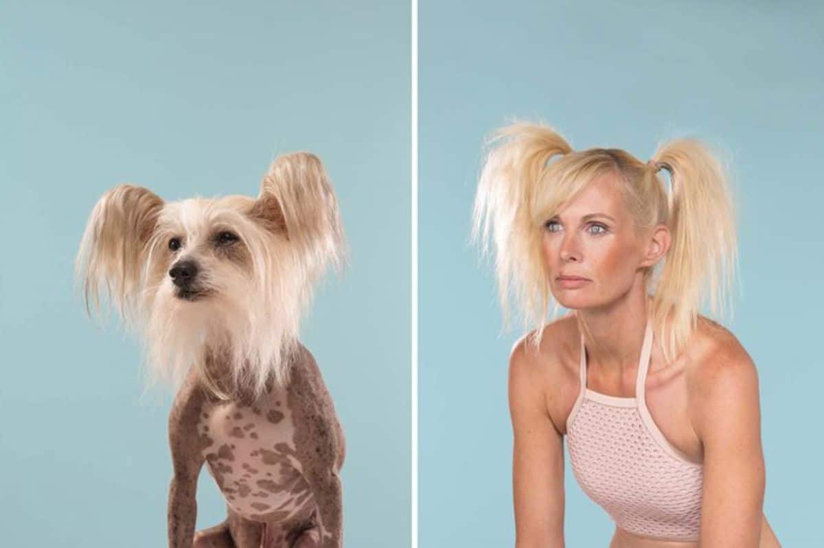 1 photo of a chinese crested dog with white fur on the head and 1 photo of a woman in blonde pigtails