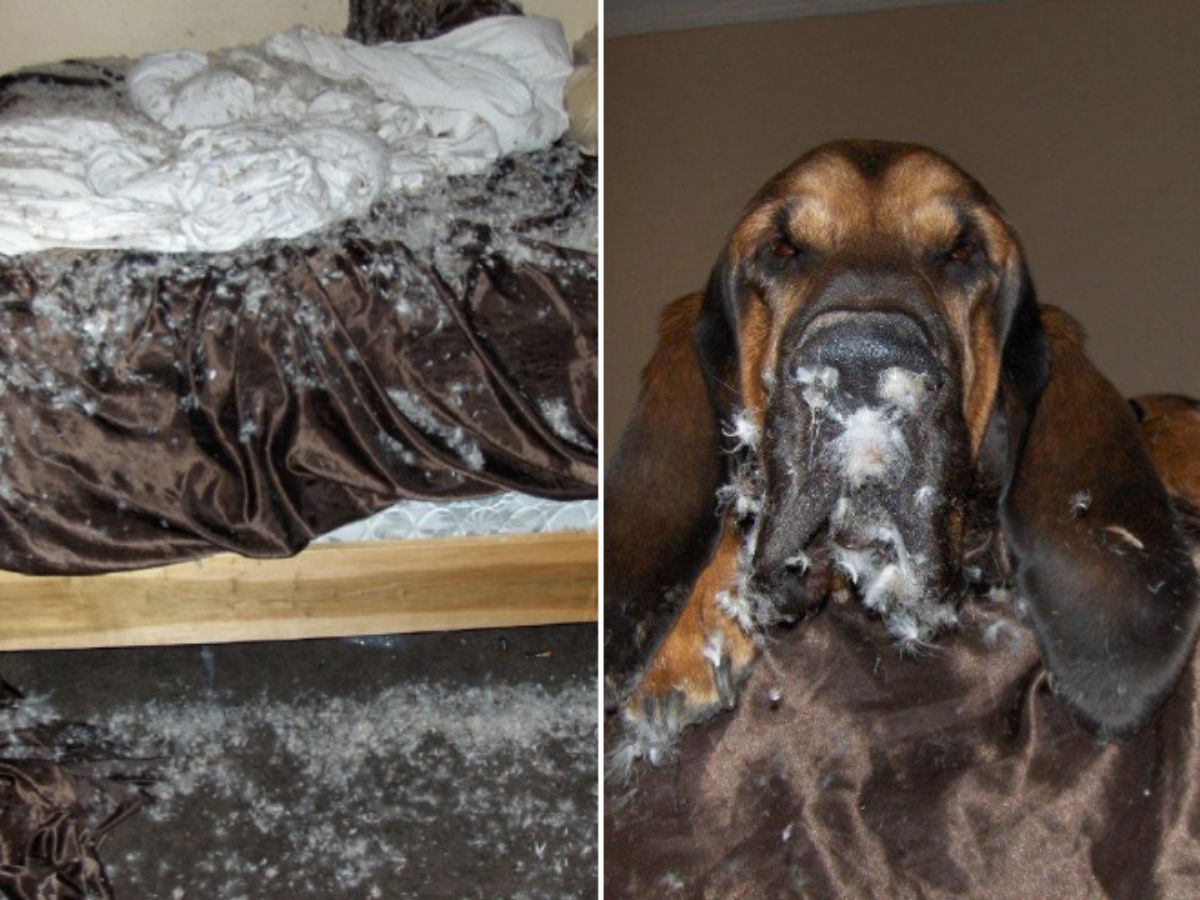 1 photo of a destroyed bed and 1 photo of a black and brown dog with pillow fluffy on the face