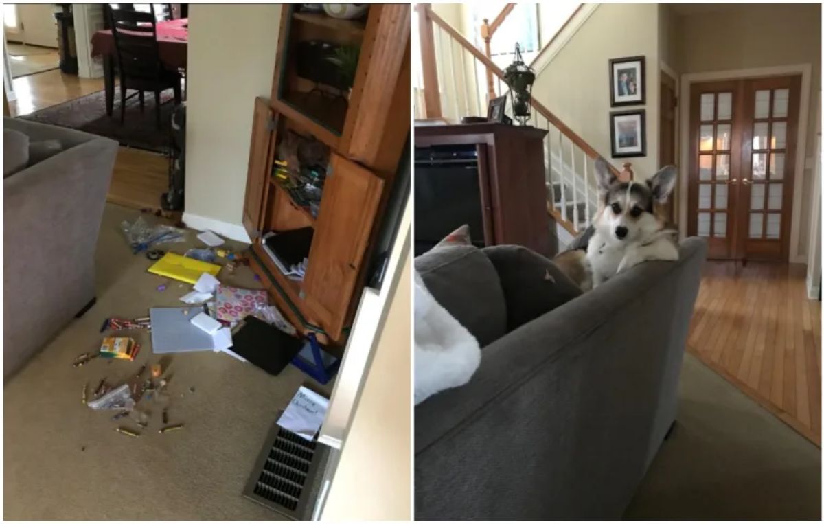 1 photo of a destroyed living room and 1 photo of a black and white dog sitting on a sofa with one leg placed over the top of the sofa