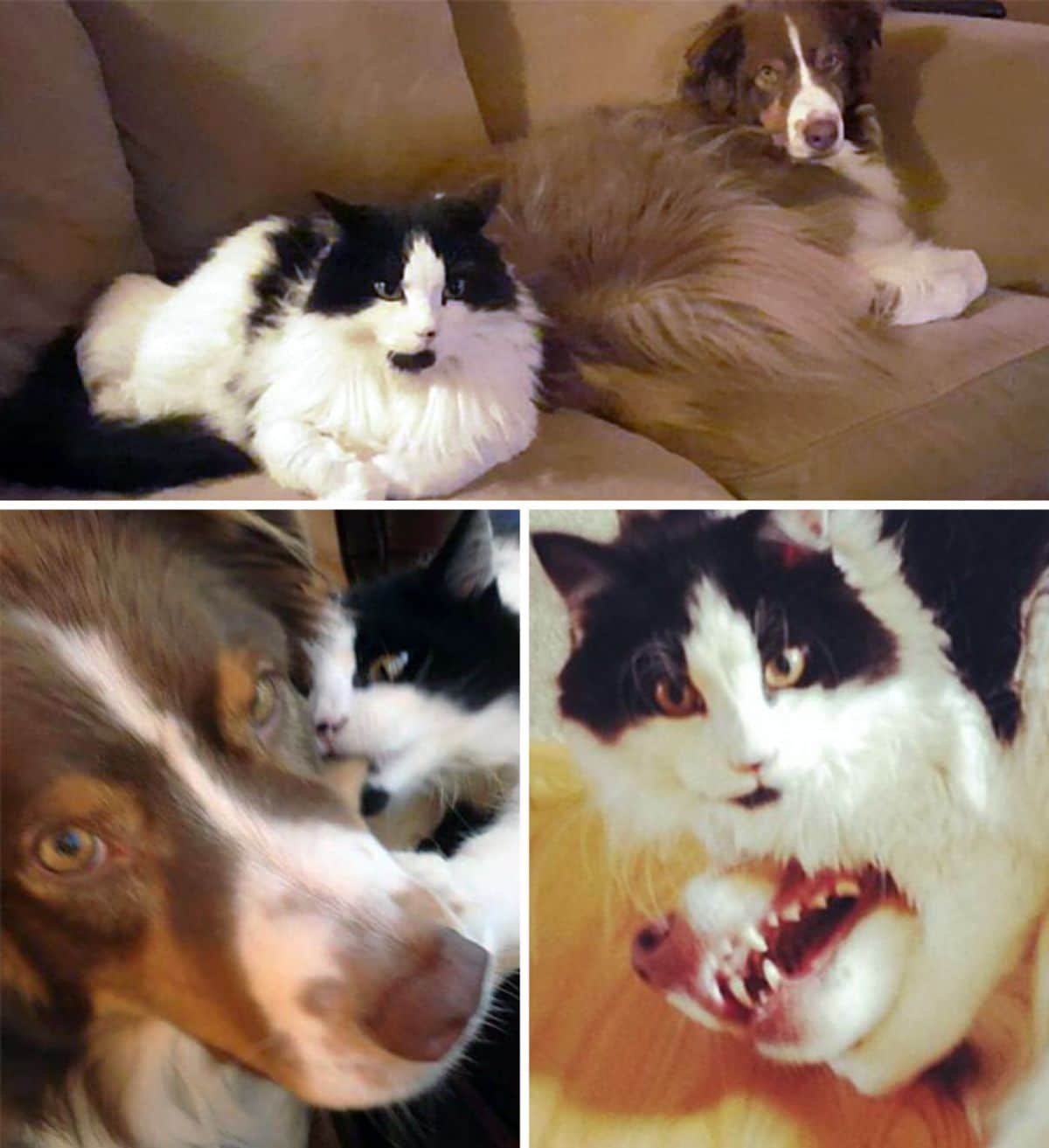 1 photo of a fluffy black and white cat sitting next to a fluffy brown dog and 2 photos of the cat bothering the dog