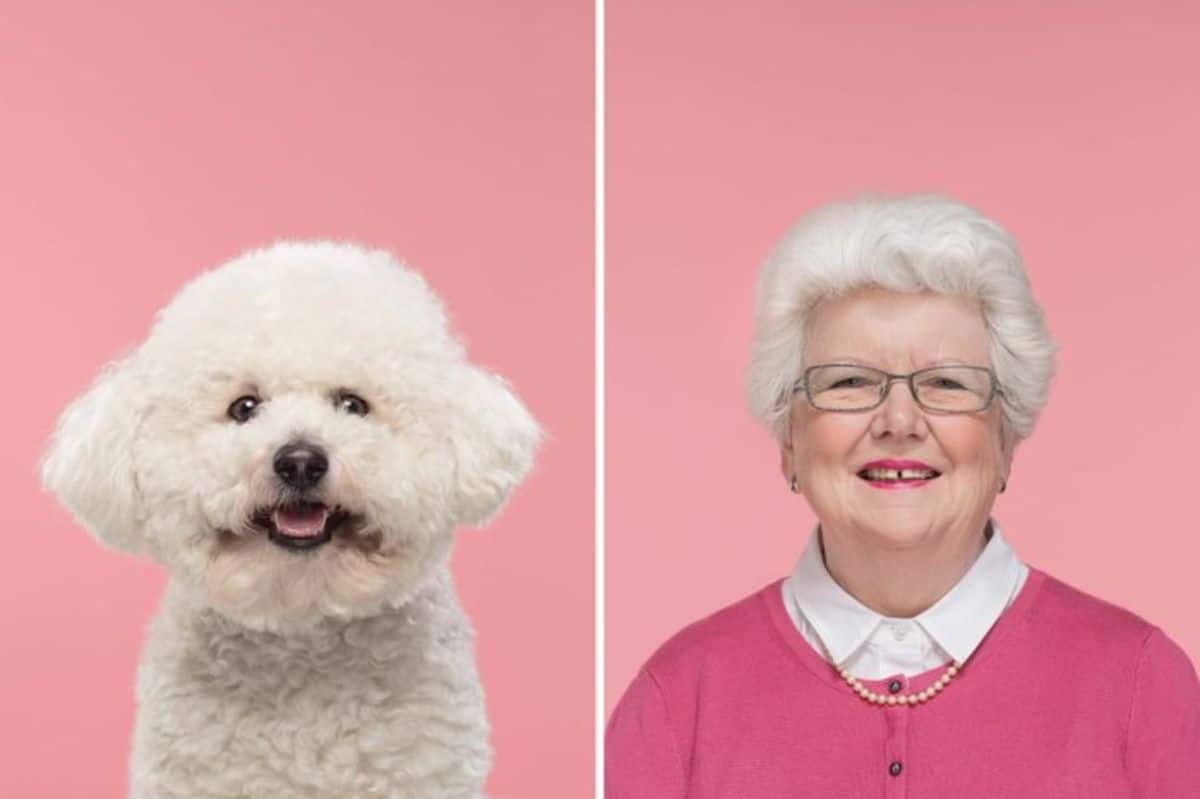 1 photo of a fluffy white terrier and 1 photo of an old woman with white hair