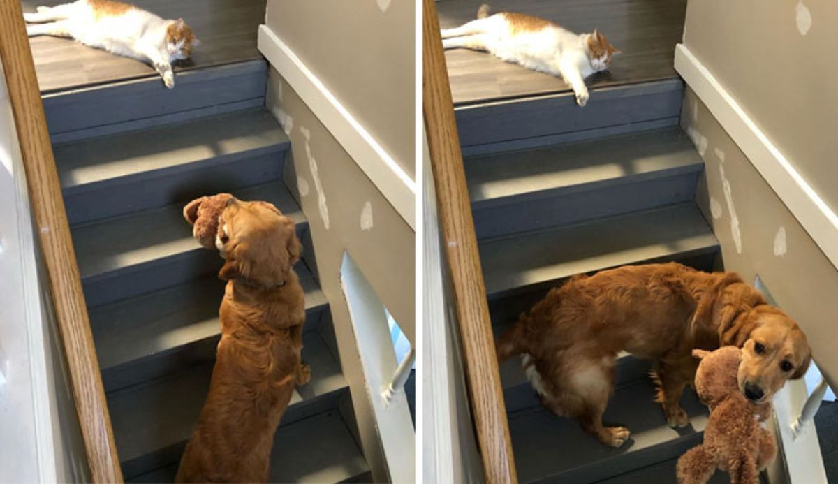 1 photo of a golden retriever caryring a teddy bear up the stairs with a white and orange cat at the top of the stairs and 1 photo of the dog turning to go down