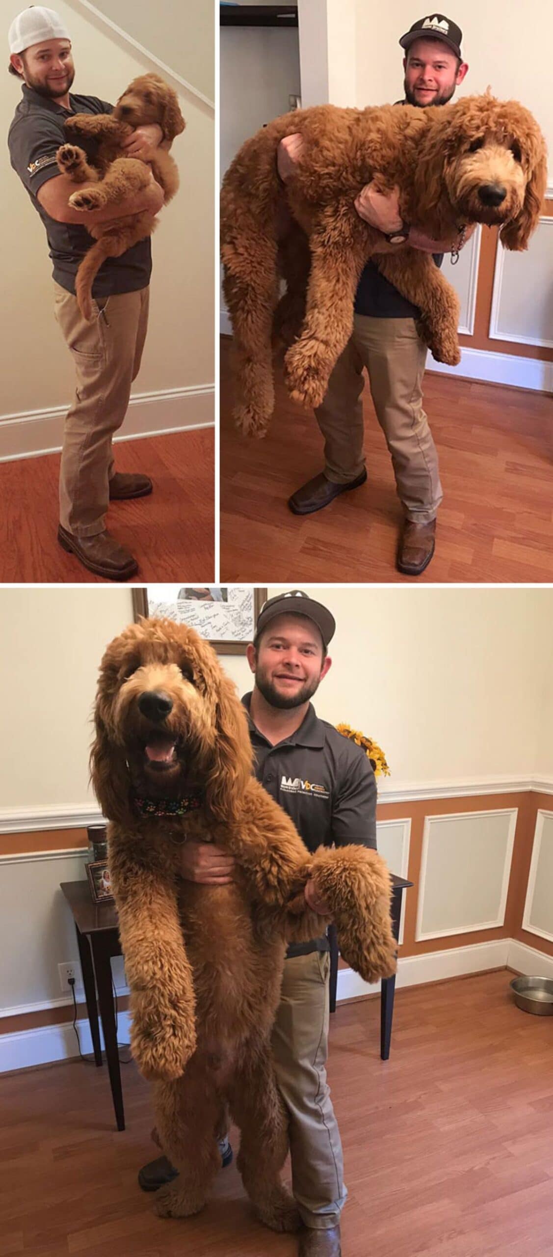 1 photo of a man holding a baby goldendoodle and 2 photos of him holding an adult goldendoodle