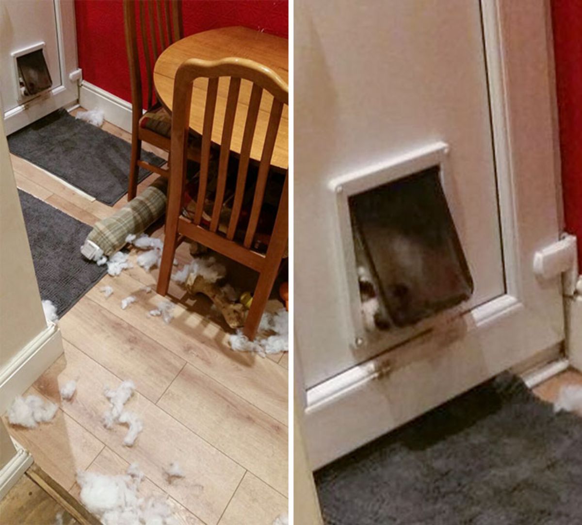 1 photo of a room with white stuffing on the floor and 1 photo of a close up of a white and brown dog sticking their face through a dog door