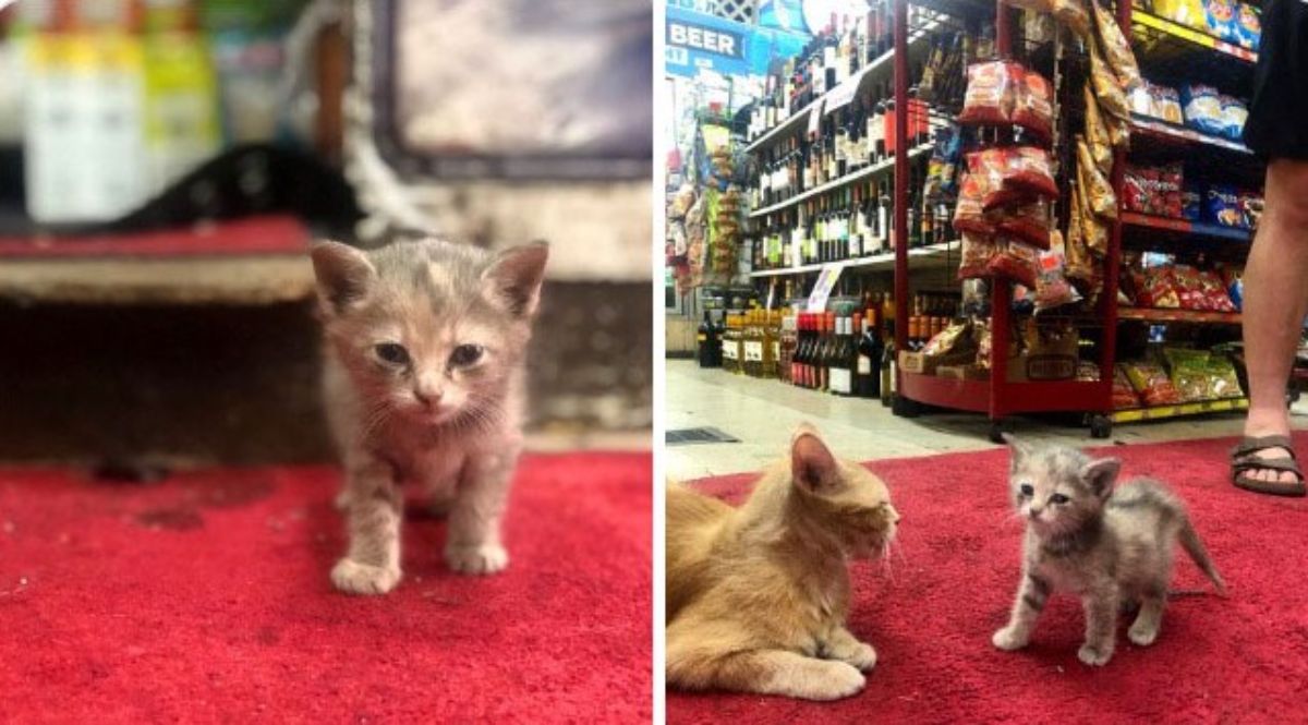 1 photo of an orange and grey kitten and 1 photo of the same kitten standing next to an orange cat laying on a red carpet