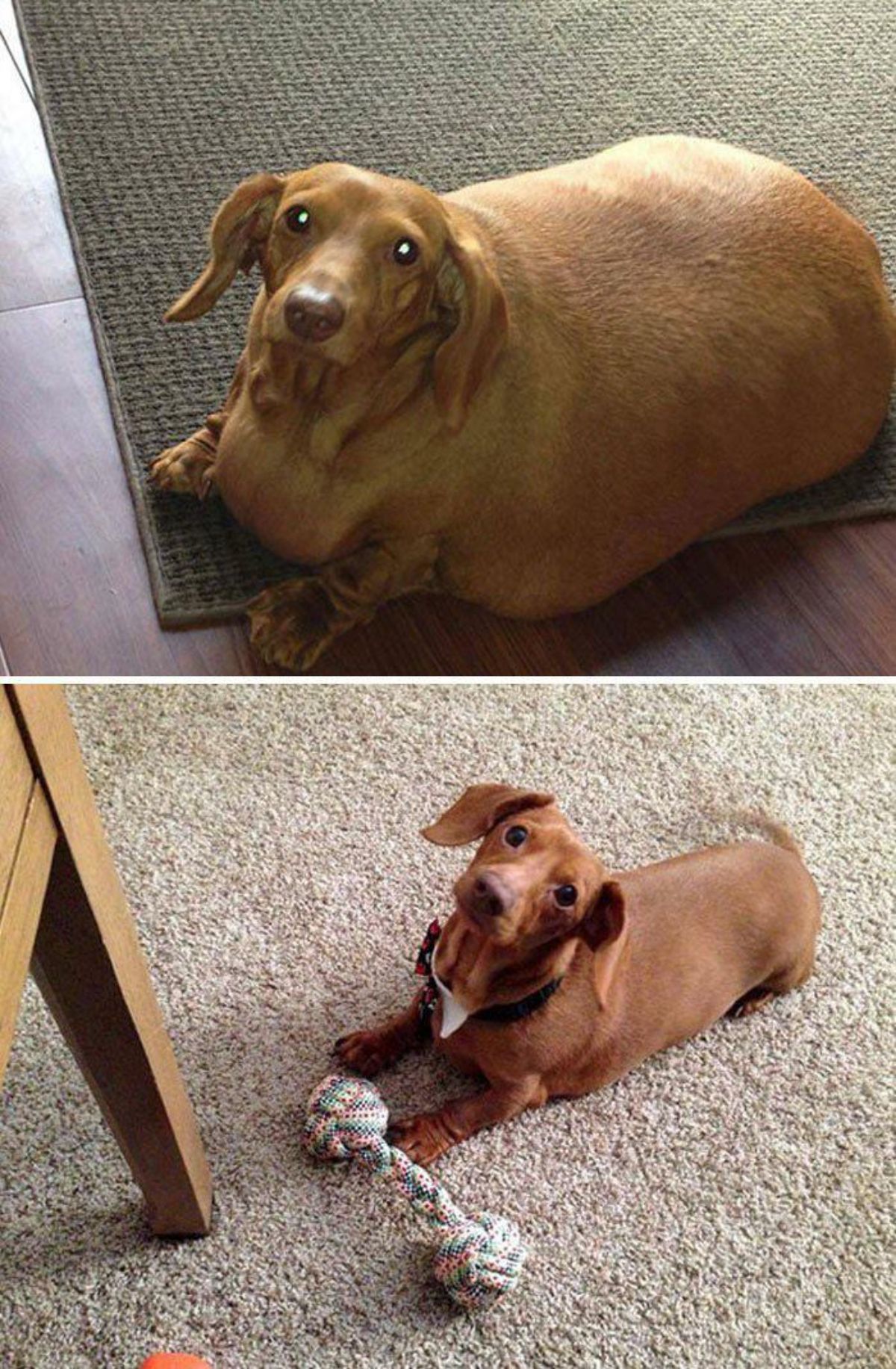 1 photo of an overweight brown dog and 1 photo of the same dog who has lost a lot of weight