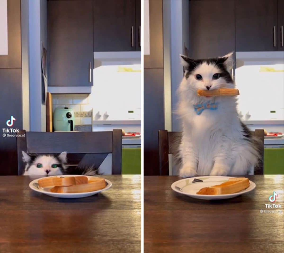 1 photo of black and white cat on a chair looking at some toast and 1 photo of the cat on the table and holding the toast