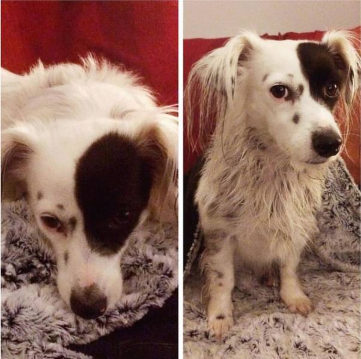 1 photo of black and white dog and 1 photo of the same dog wet