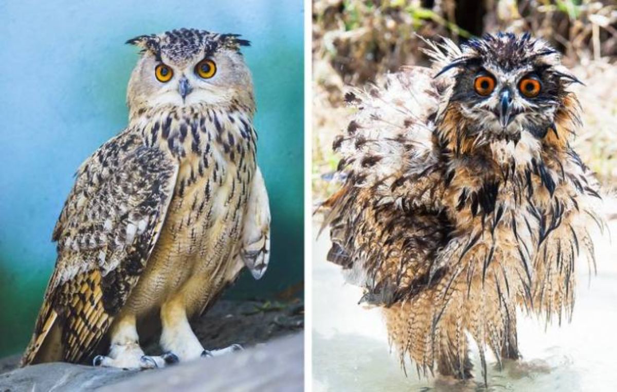 1 photo of black and white owl and 1 photo of the same owl wet