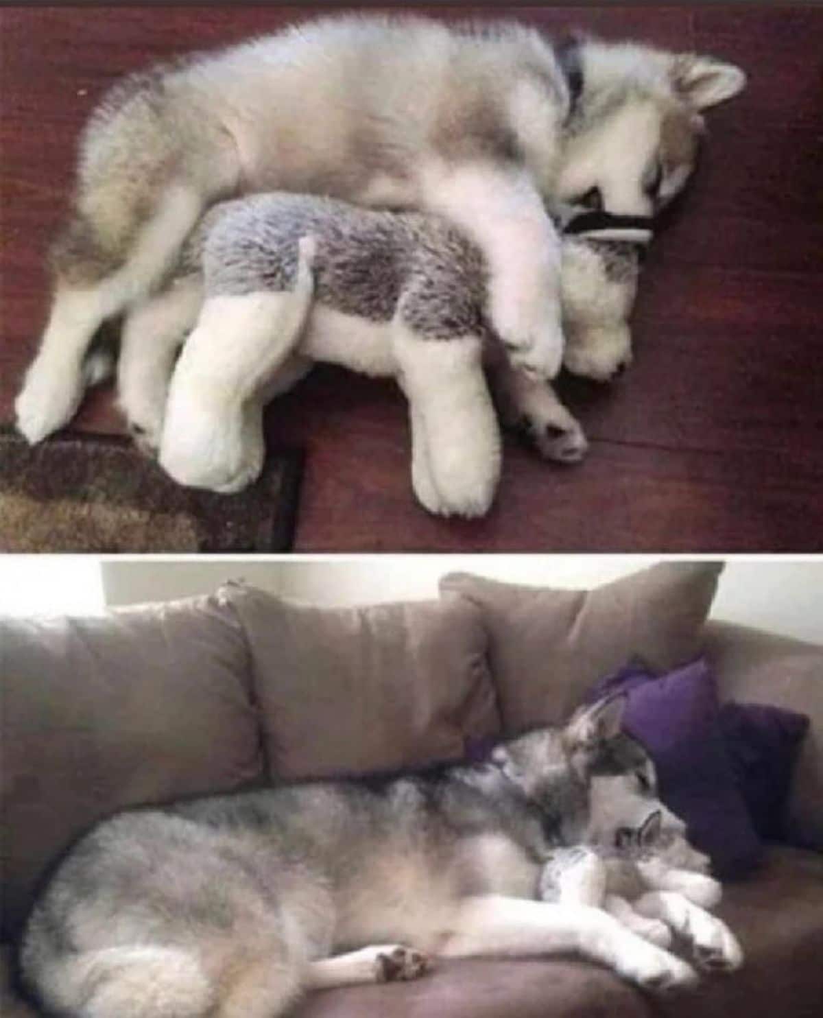 1 photo of black and white siberian husky puppy cuddling with a husky toy and 1 photo of the adult dog cuddling with the same toy